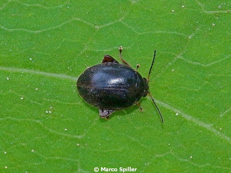 Piccolo crysomelidae da id.: no, Scirtidae, Scirtes hemisphaericus